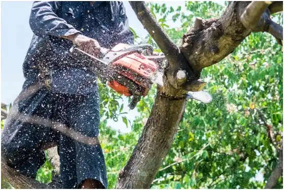 tree services Alpine